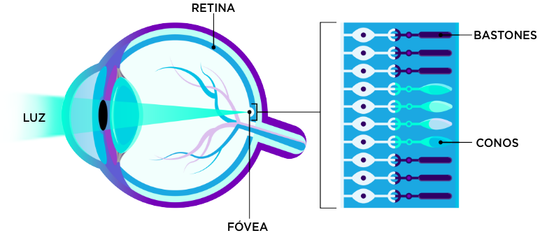 Imagen que muestra un corte sagital de un ojo, con luz procedente del lado izquierdo, e indica estructuras oculares como la retina (arriba), la fóvea (abajo), conos y bastones en la parte posterior del ojo  | Mira tus genes | Janssen