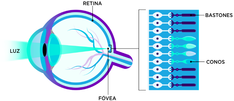 Imagen que muestra un corte sagital de un ojo, con luz procedente del lado izquierdo, e indica estructuras oculares como la retina (arriba), la fóvea (abajo), conos y bastones en la parte posterior del ojo | Mira tus genes | Janssen